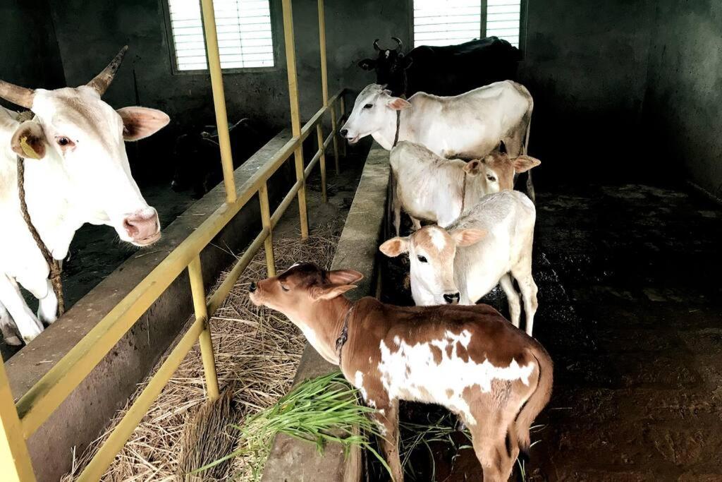 Mars Jungle Adventure Stud Farm With Private Jacuzzi Villa Narsinge Dış mekan fotoğraf
