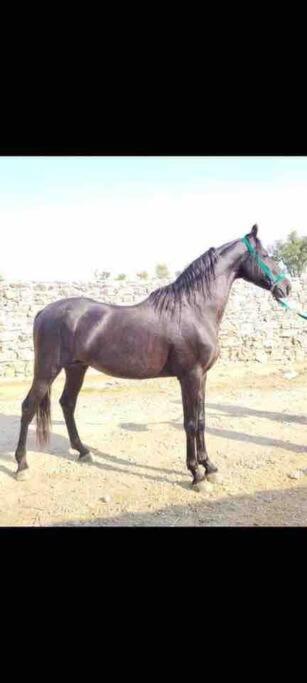 Mars Jungle Adventure Stud Farm With Private Jacuzzi Villa Narsinge Dış mekan fotoğraf