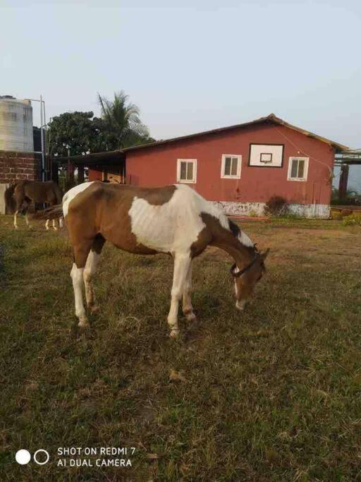 Mars Jungle Adventure Stud Farm With Private Jacuzzi Villa Narsinge Dış mekan fotoğraf